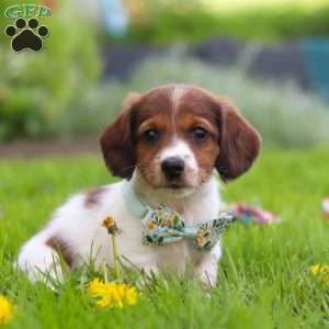 Benji, Dachshund Puppy